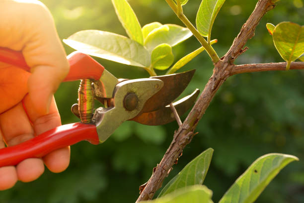 Soil Testing and Treatment in Edinburgh, IN